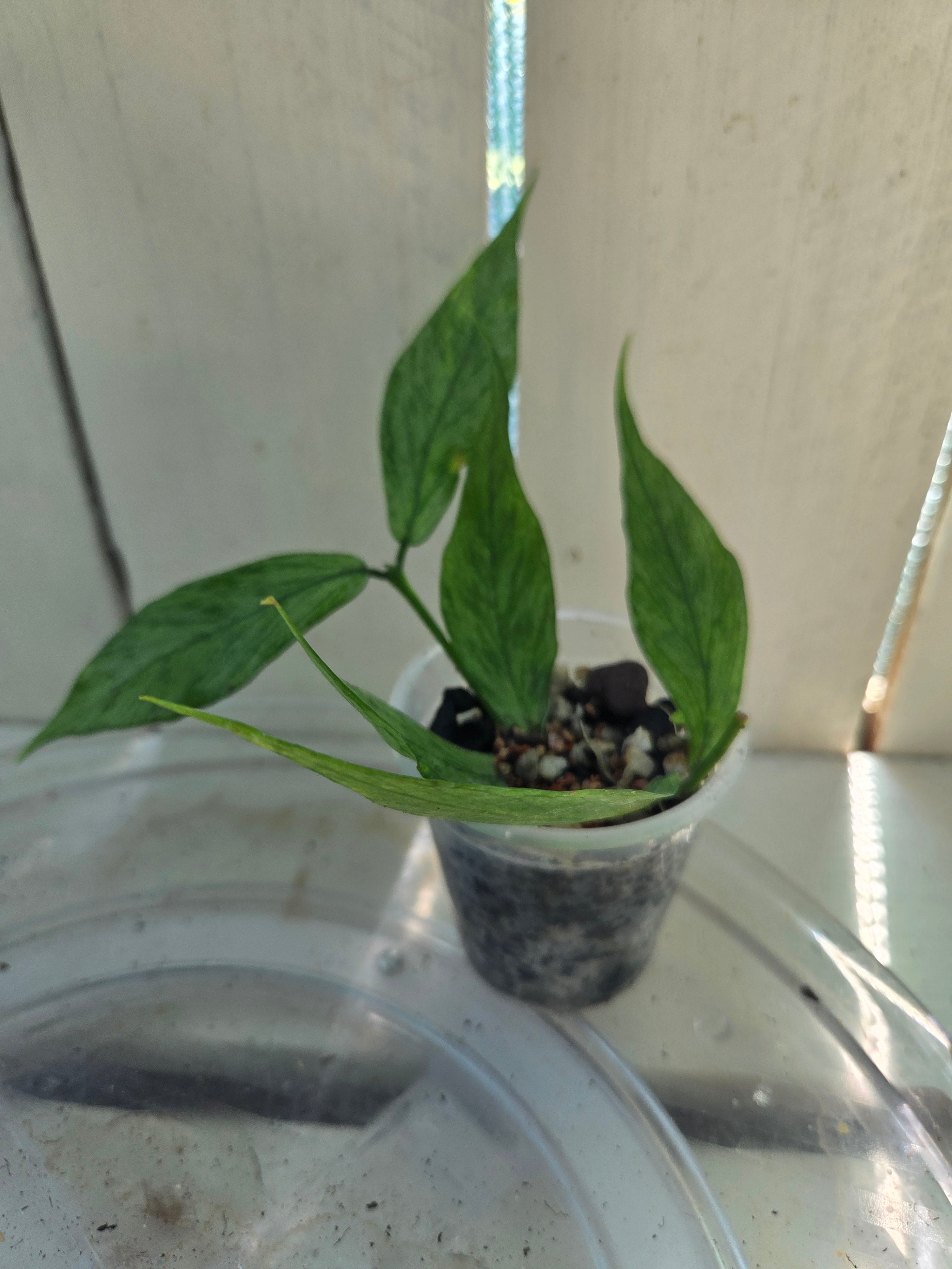 Hoya Polyneura Broget fishtail hoya 2x rooted cuttings
