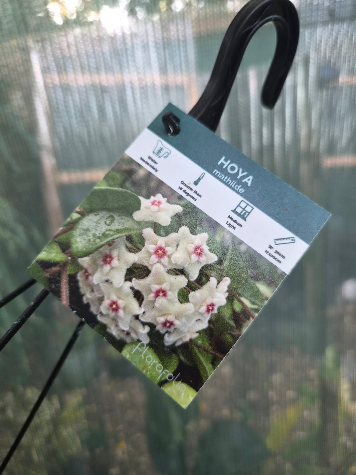 Hoya Mathilde 'Splash'