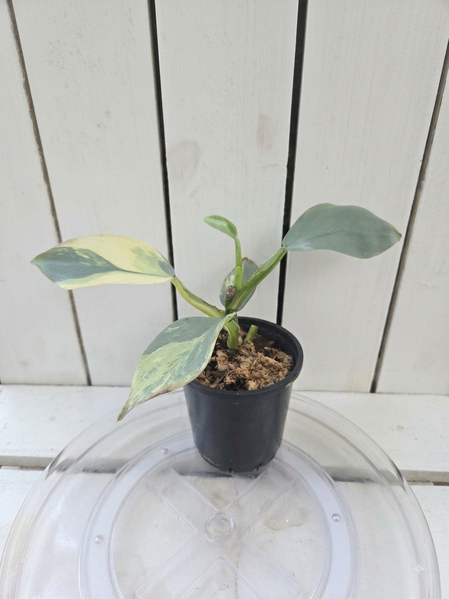Variegated Philodendron Hastatum aka Silver Sword half moon rare indoor plant