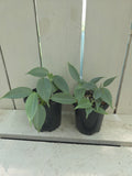 Philodendron Silver Sword - hastatum small plants