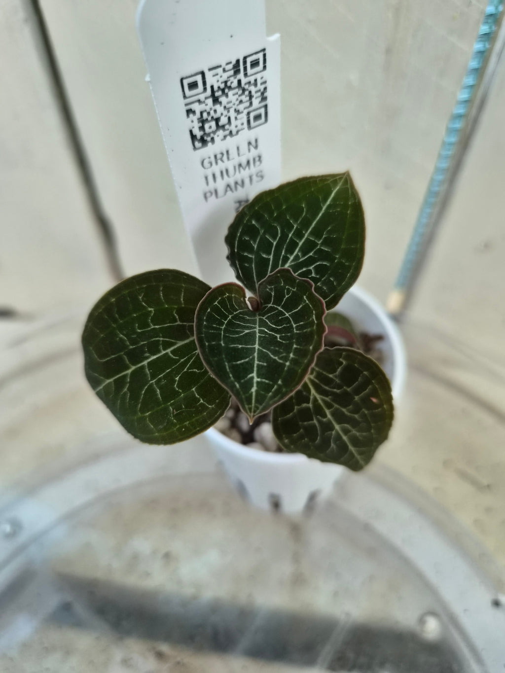 Anoectochilus Formosanus Hayata Jewel Orchid Species - RARE