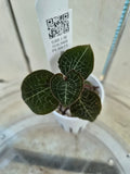 Anoectochilus Formosanus Hayata Jewel Orchid Species - RARE