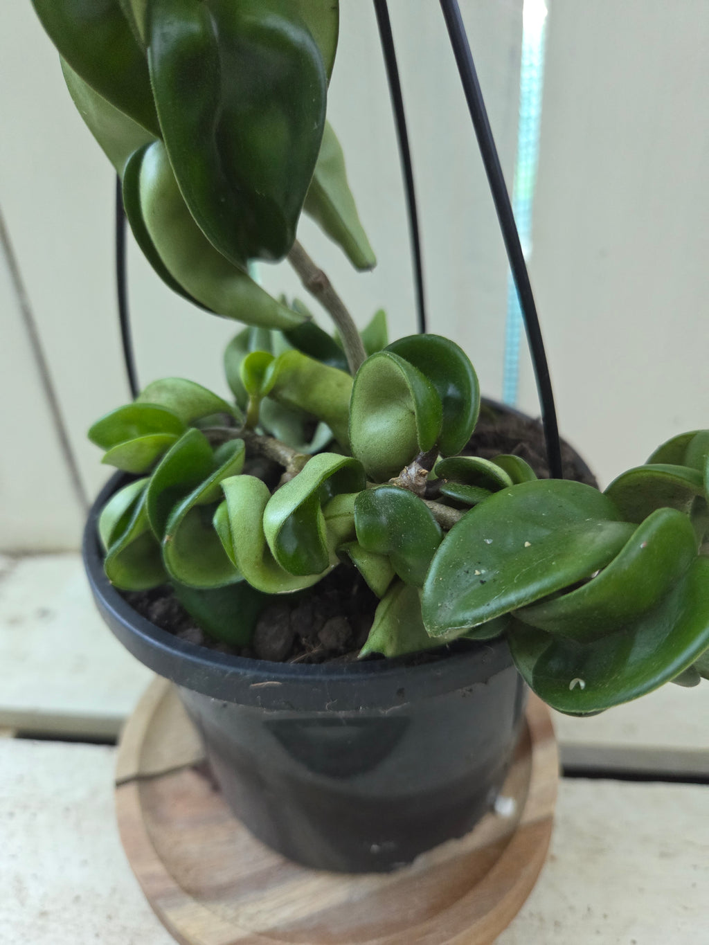 Hoya compacta 'Indian Rope hoya'