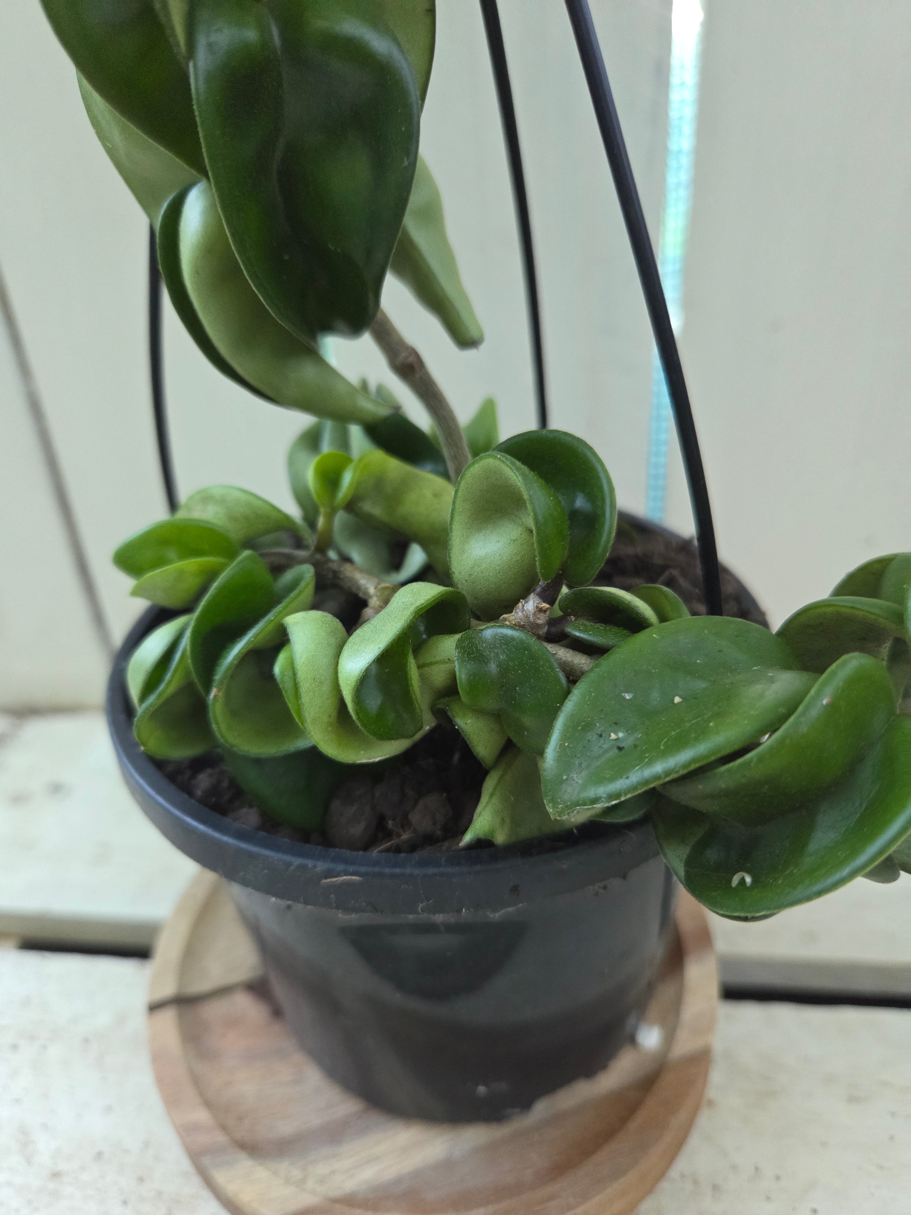 Hoya compacta 'Indian Rope hoya'