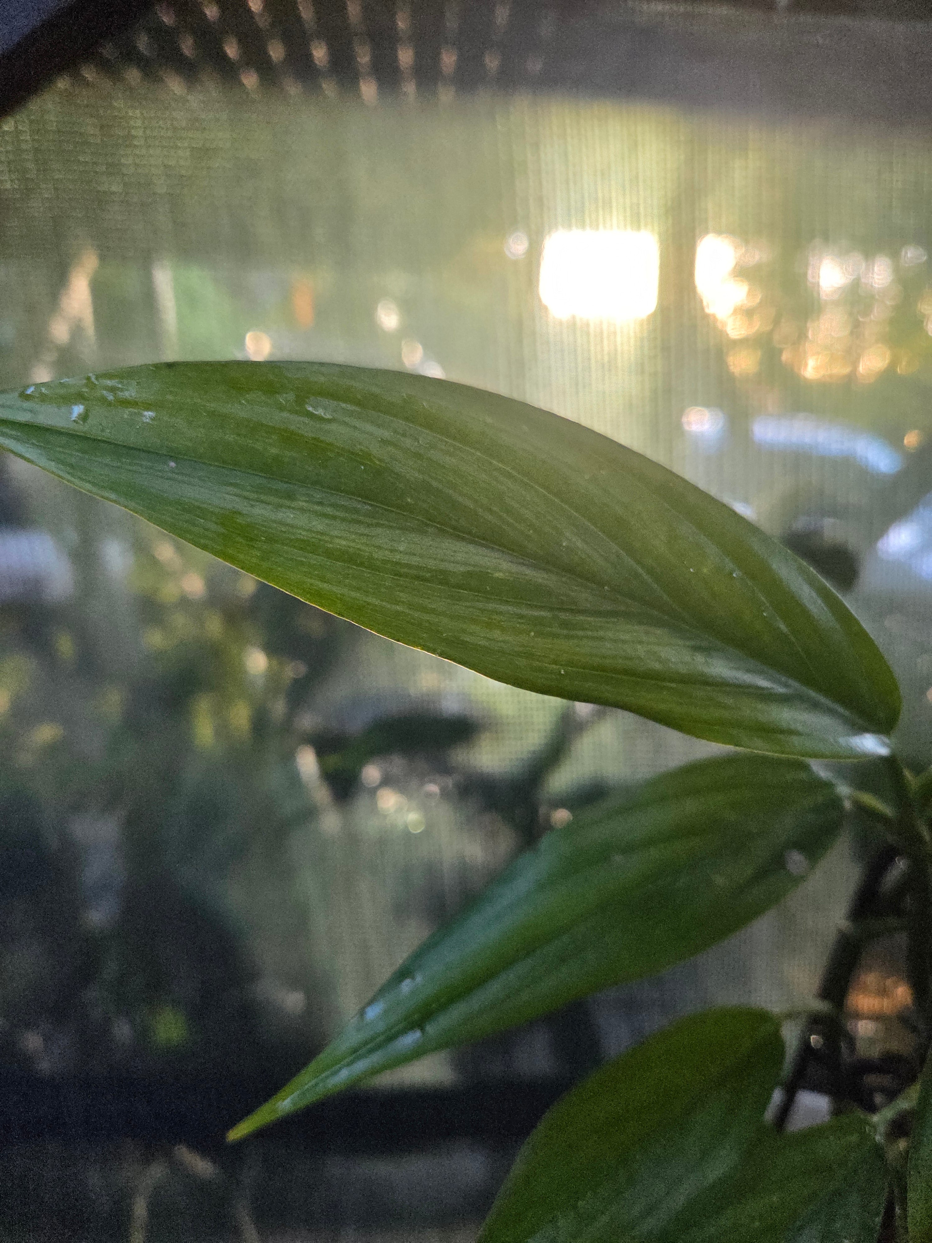 Epipremnum Amplissimum Silver Streak