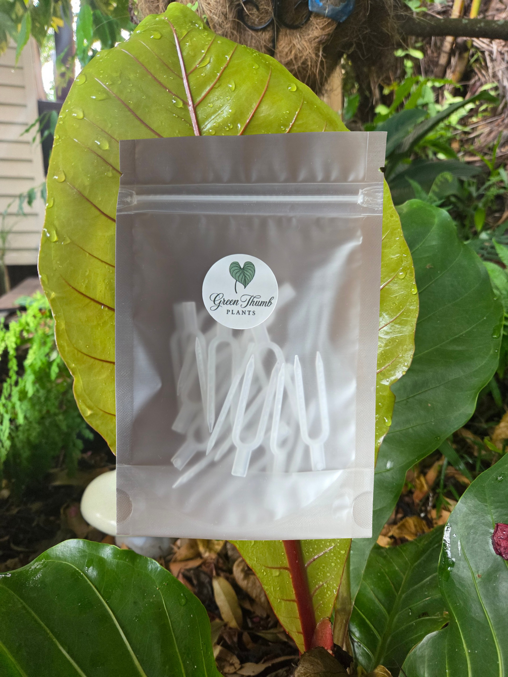 Propagation pins/moss pole pins clear 20 pack