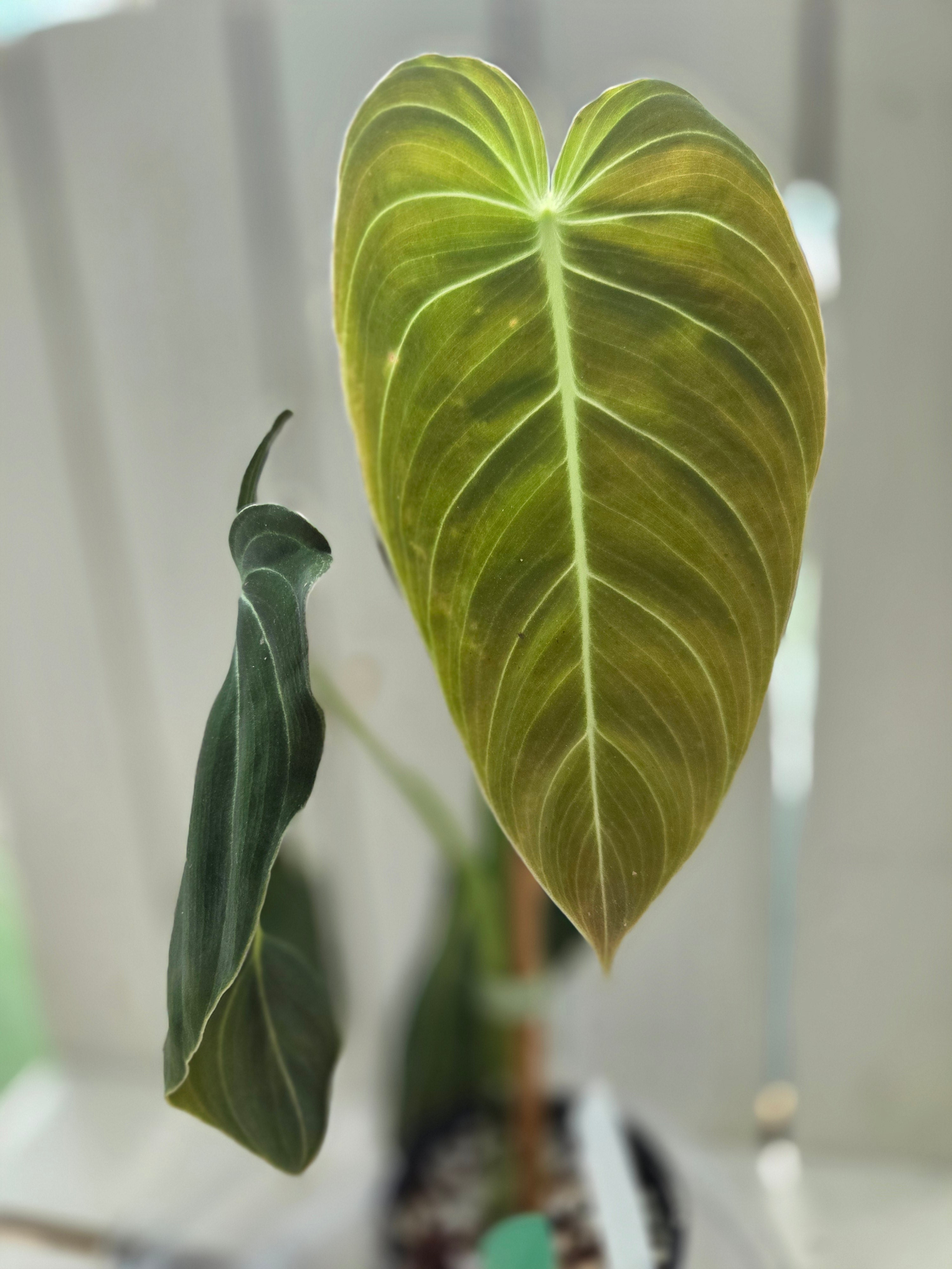 Philodendron Melanochrysum