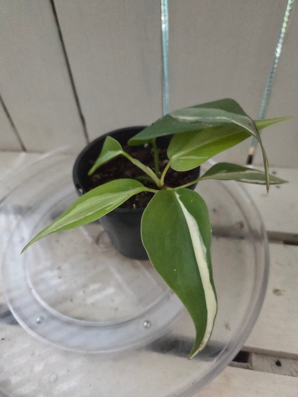 Philodendron Rio