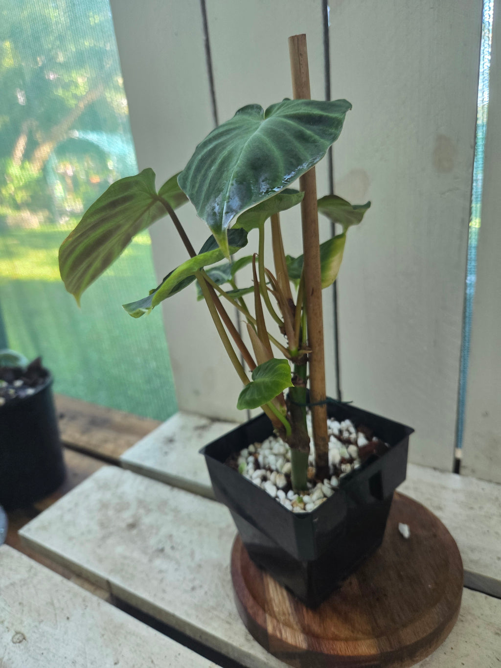 Philodendron Verracosum velvety leaf climbing aroid