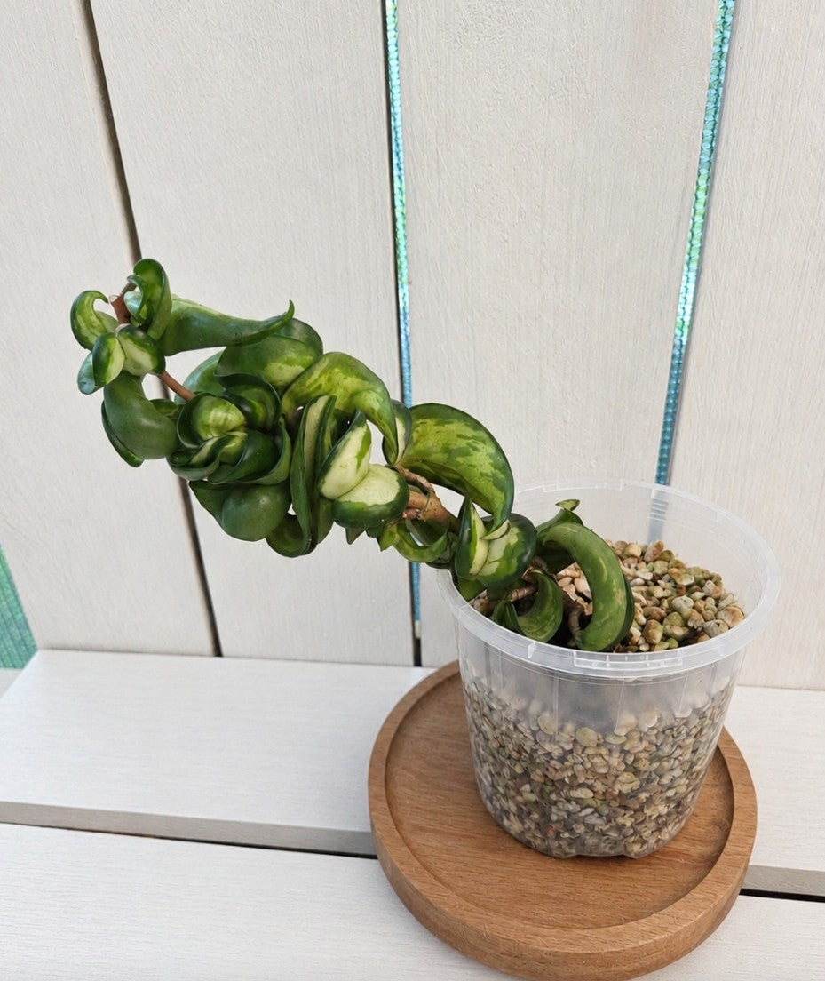 Hoya compacta inside variegation aka Indian Rope Variegata RARE