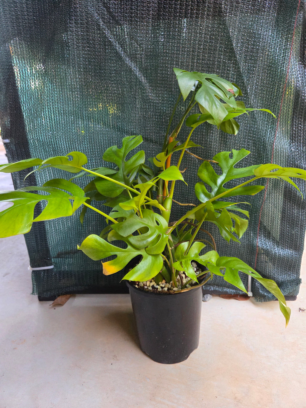 Rhaphidophora Tetrasperma multi planted