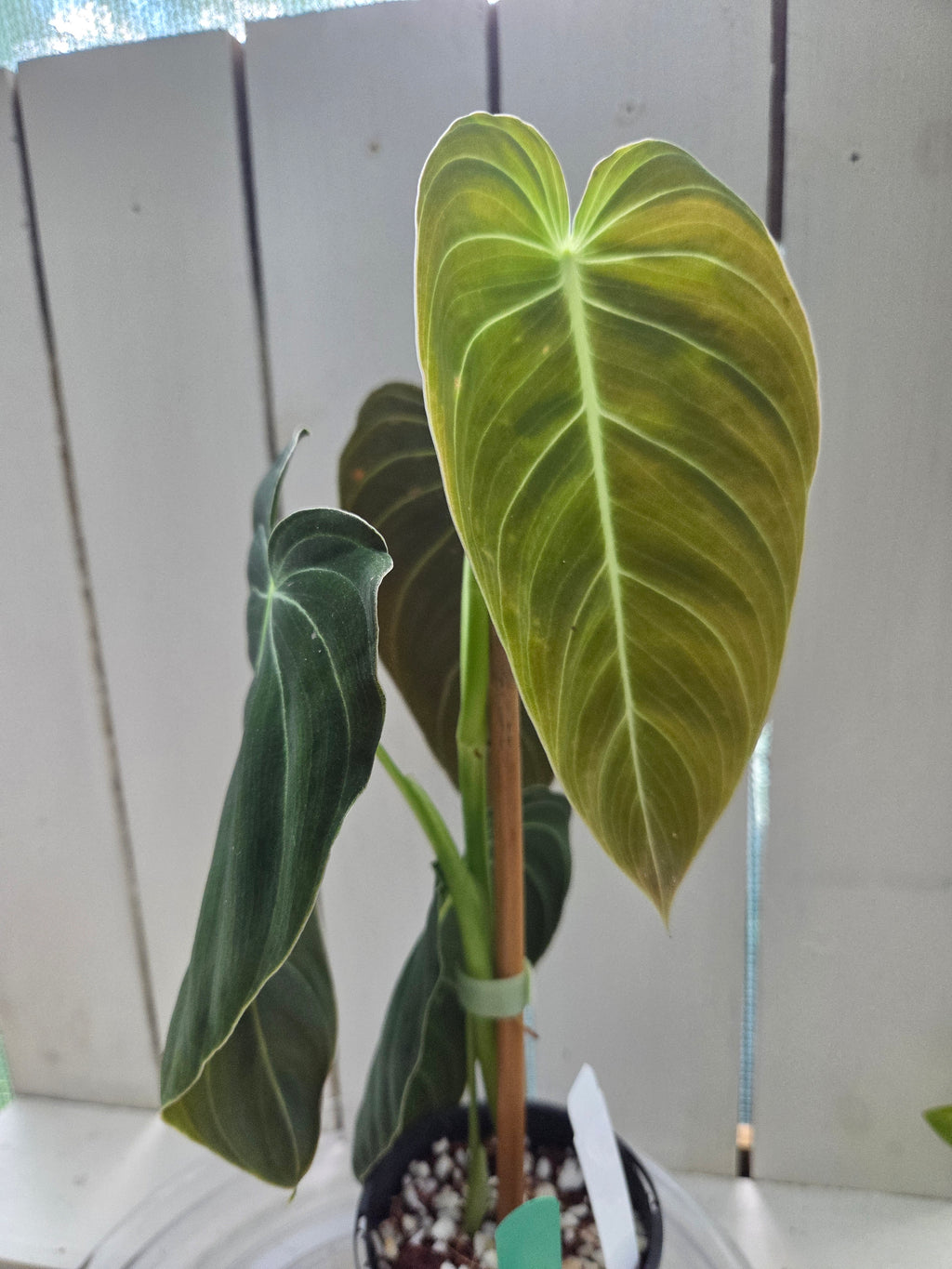 Philodendron Melanochrysum