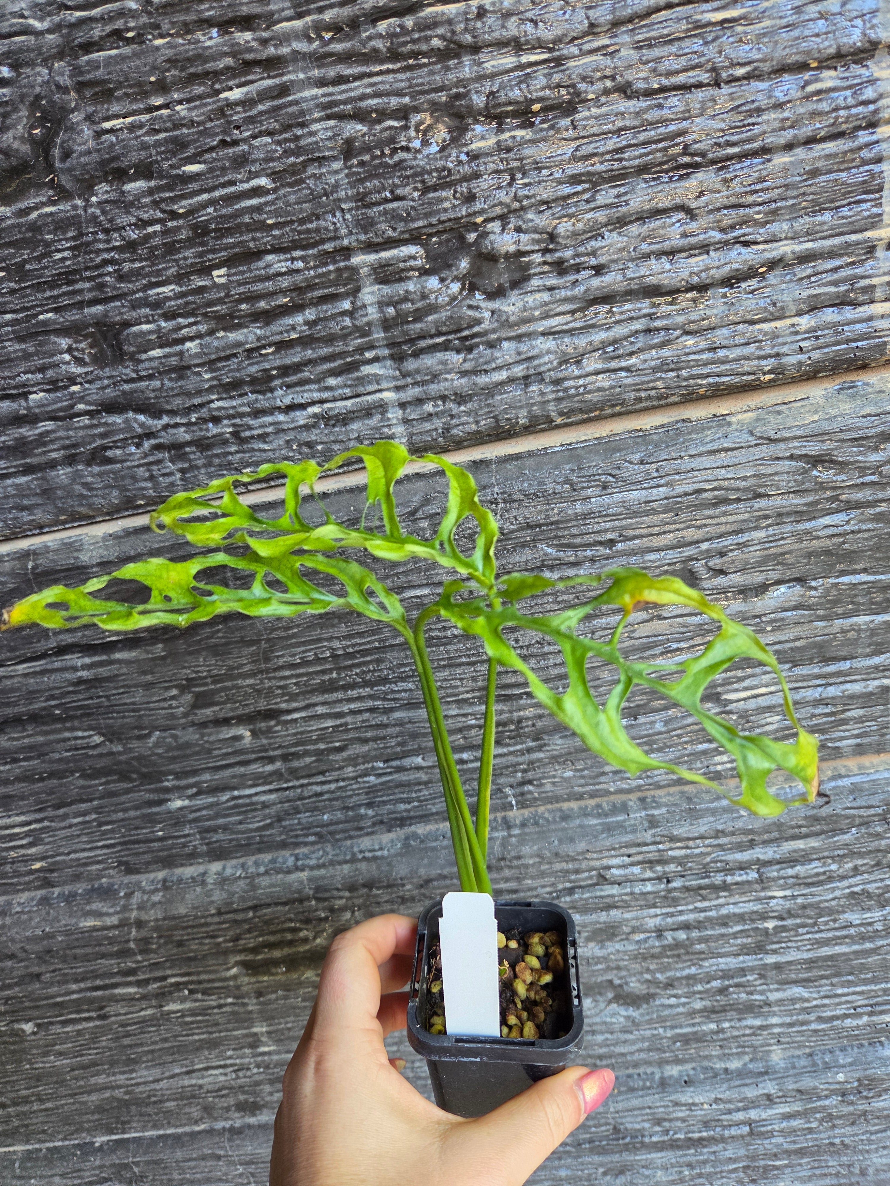 Monstera Obliqua Peru rare indoor plant