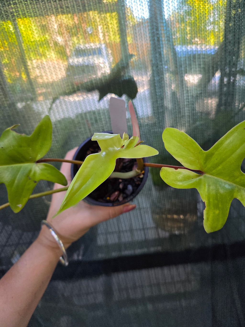 Philodendron Florida Ghost