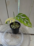 Variegated Monstera Adansonii