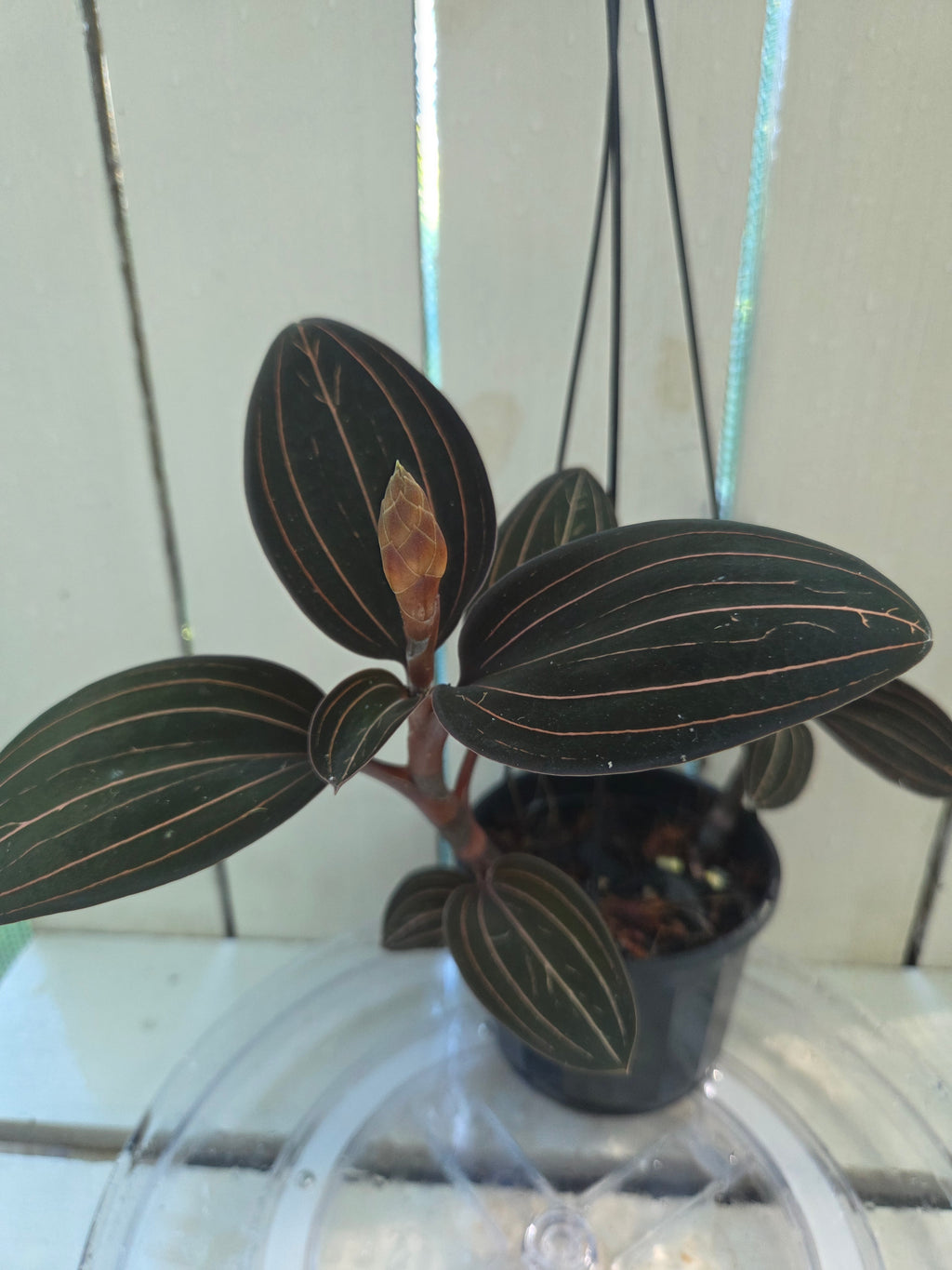 Ludisia discolor jewel orchid great for terrariums