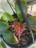Hoya Sunrise sun stressed plant