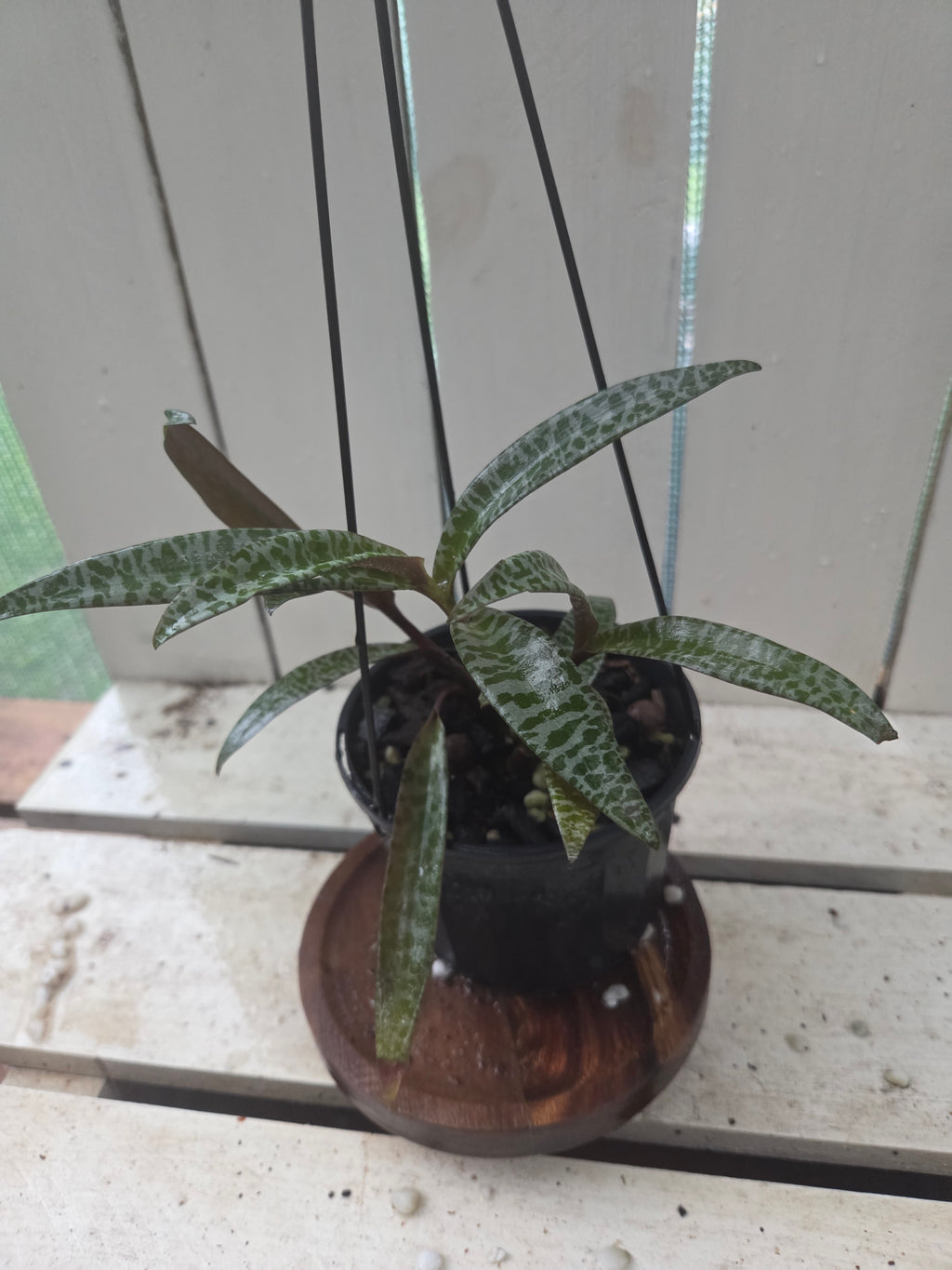 Ledebouria socialis aka Silver Squill