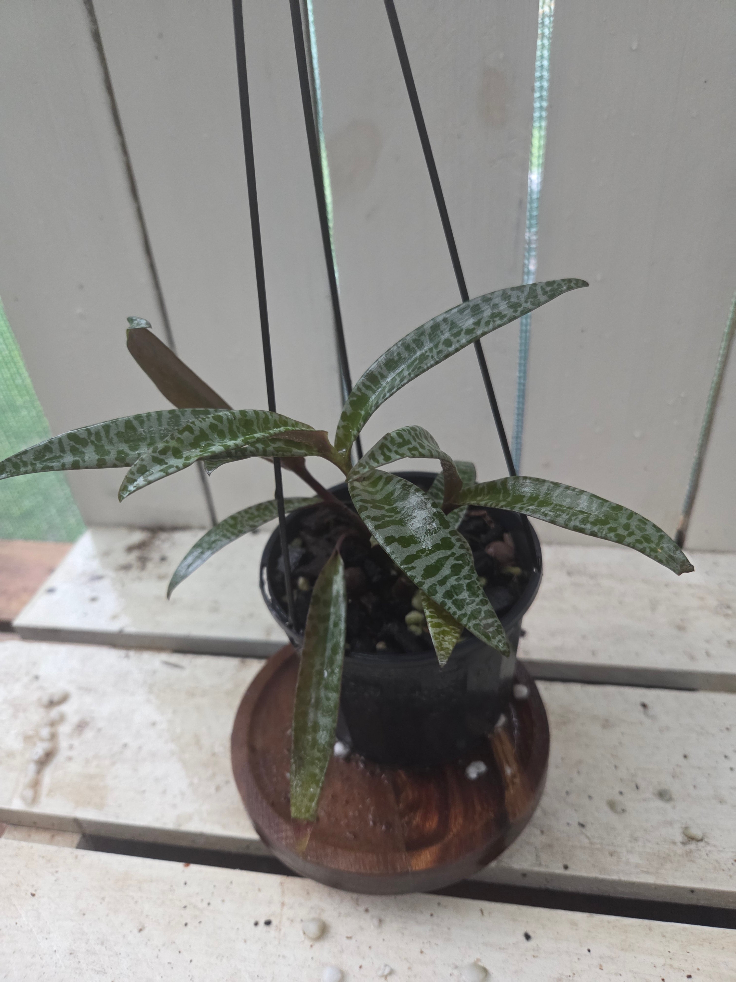 Ledebouria socialis aka Silver Squill