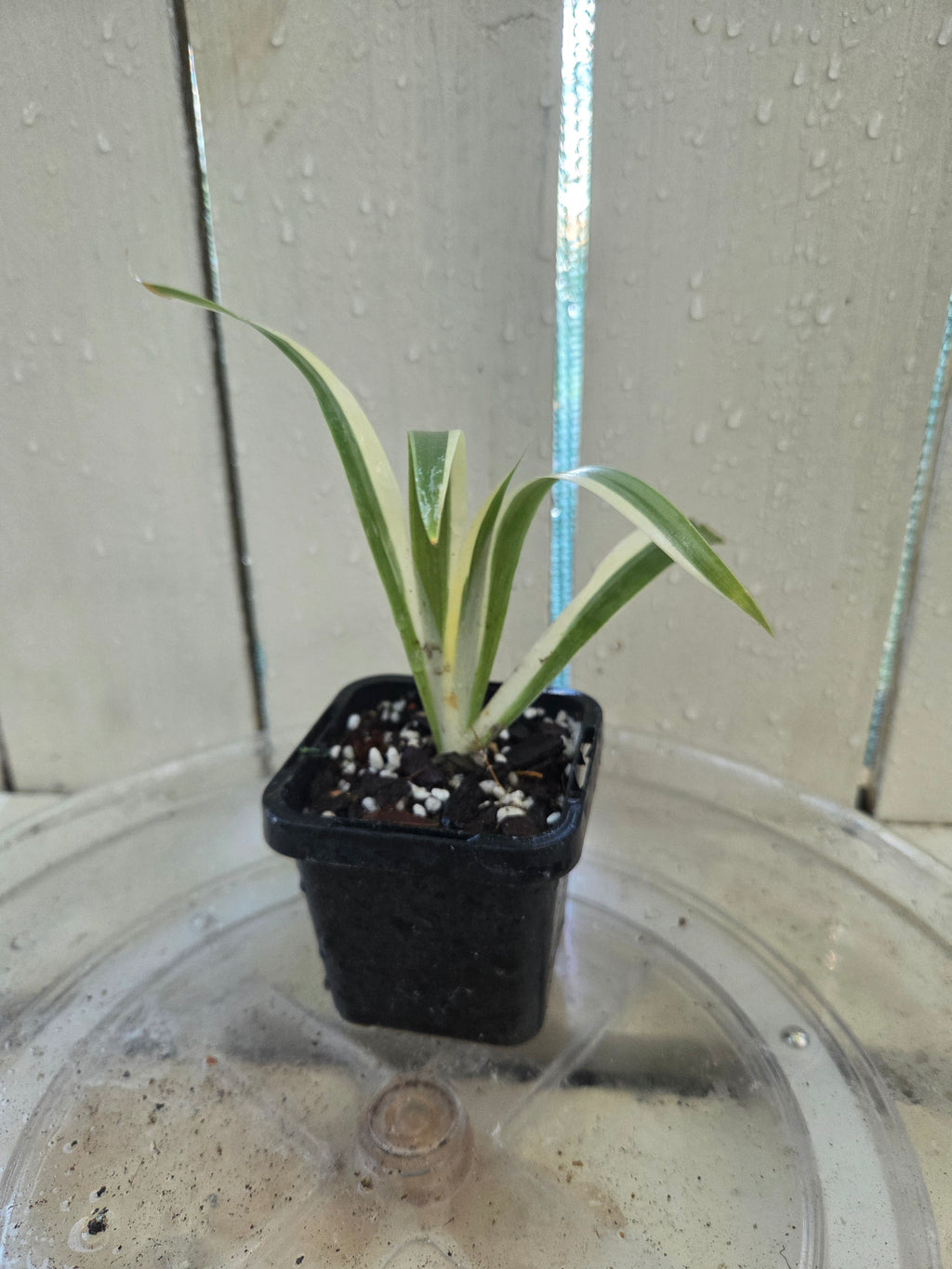 Iris Japonica Variegata 'Walking Iris' Baby Botanics