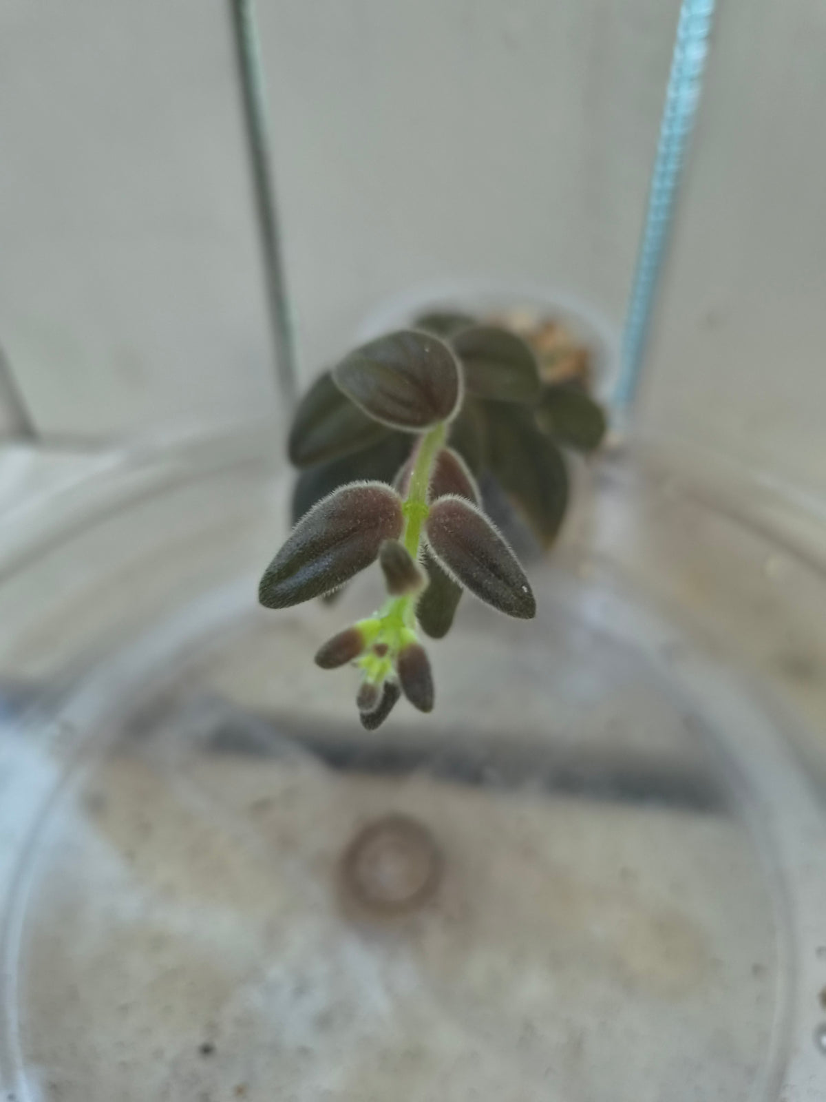 Columnea Gloriosa aka Columnea Microcalyx velvety dark leaf 🍃